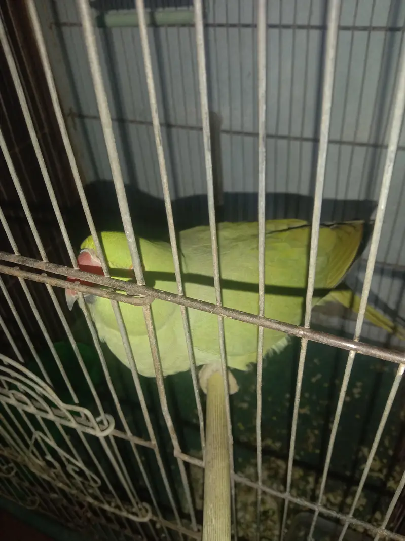 Ringneck with cage — photo 11