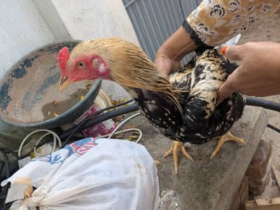 Aseel Murgha for sale age 1 Year Only Serious Buyer Contact Krain