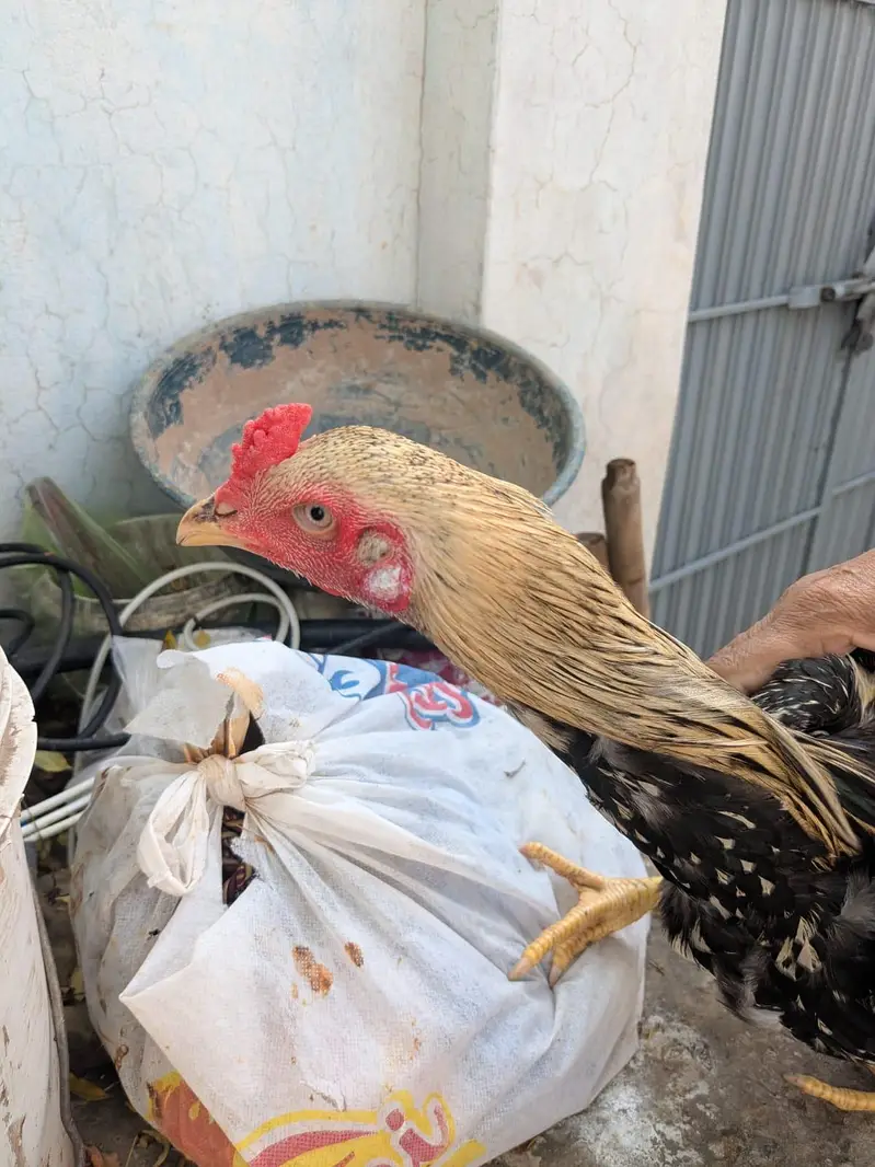 Aseel Murgha for sale age 1 Year Only Serious Buyer Contact Krain — photo 2