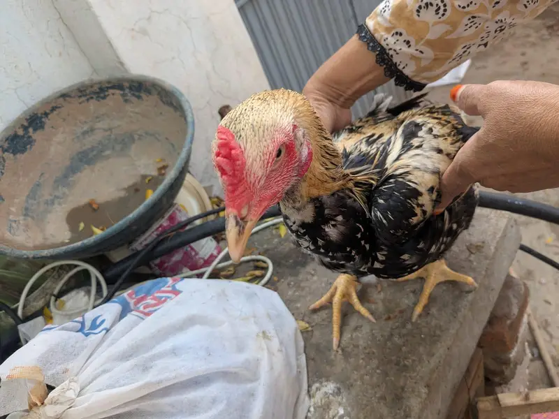 Aseel Murgha for sale age 1 Year Only Serious Buyer Contact Krain — photo 3