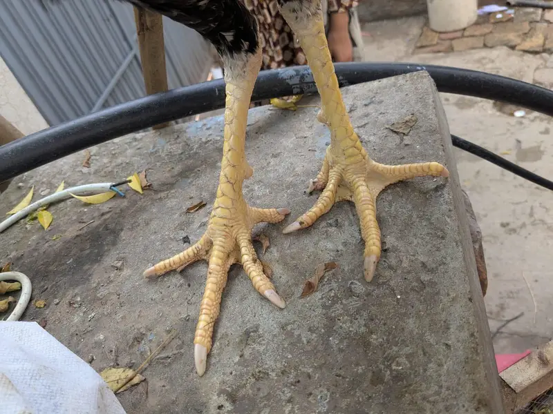 Aseel Murgha for sale age 1 Year Only Serious Buyer Contact Krain — photo 4