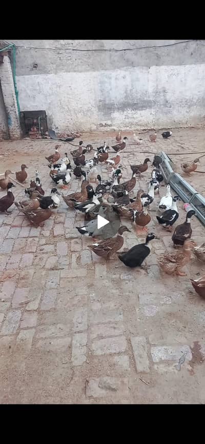 ducks