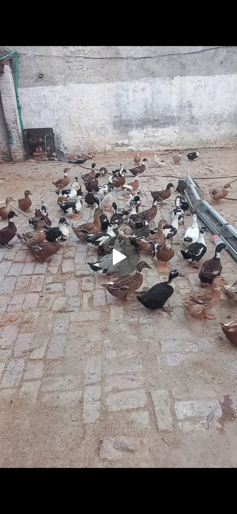 ducks 0