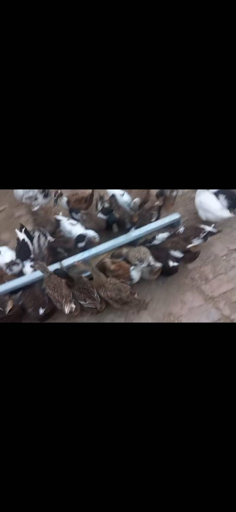 ducks 1