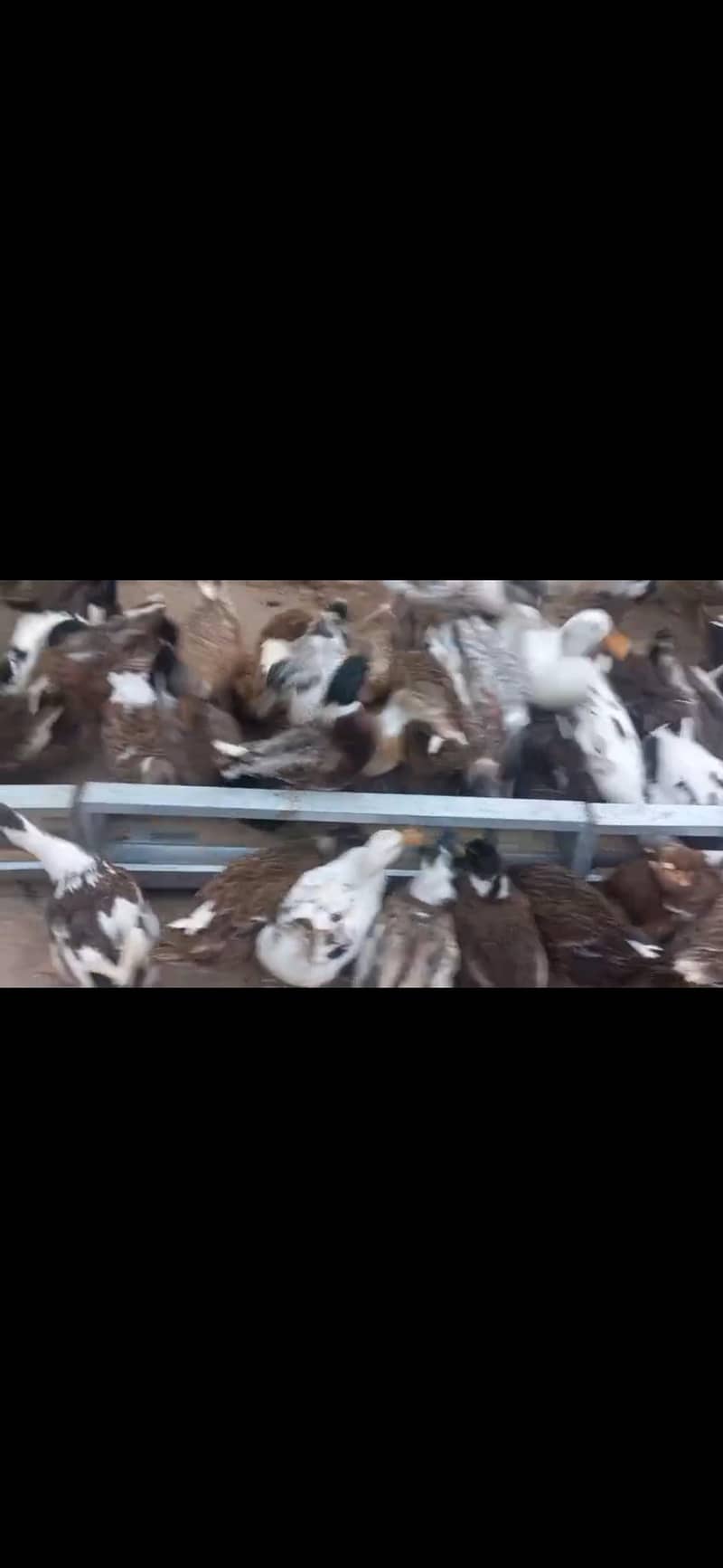 ducks 2