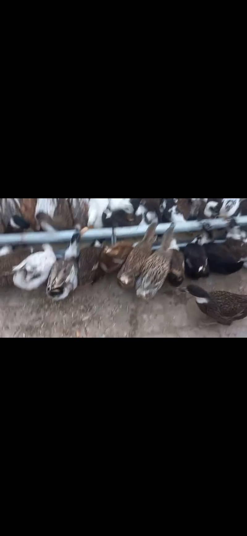 ducks 3