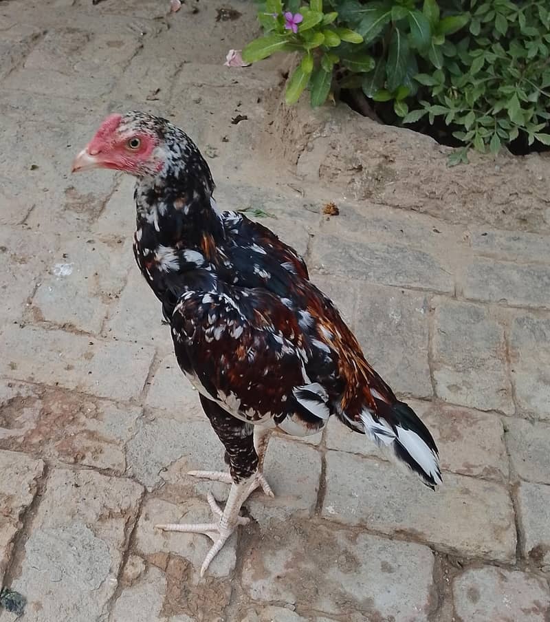 gar ka patha 0