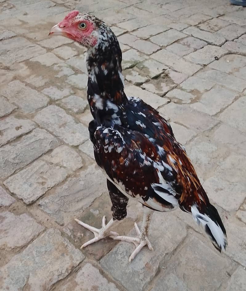 gar ka patha 1