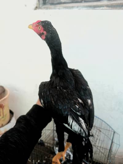 Aseel full black patha sale or exchange