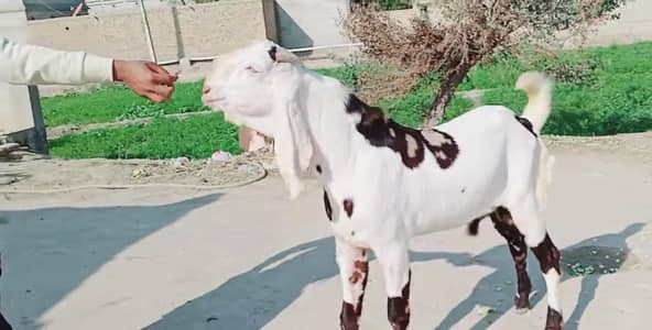 Bakra urgent for sale call""03230718297