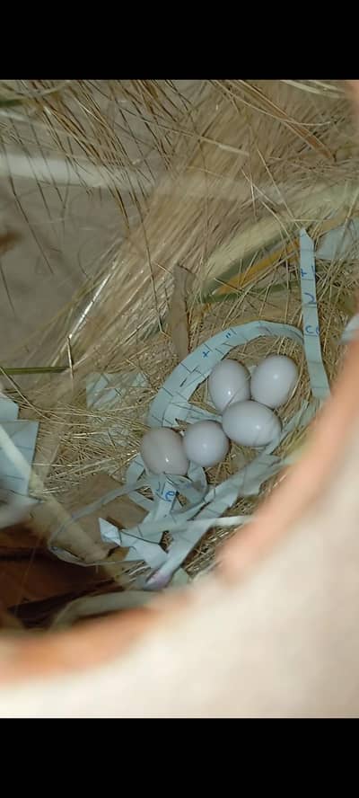 java finch breeder pair with eggs