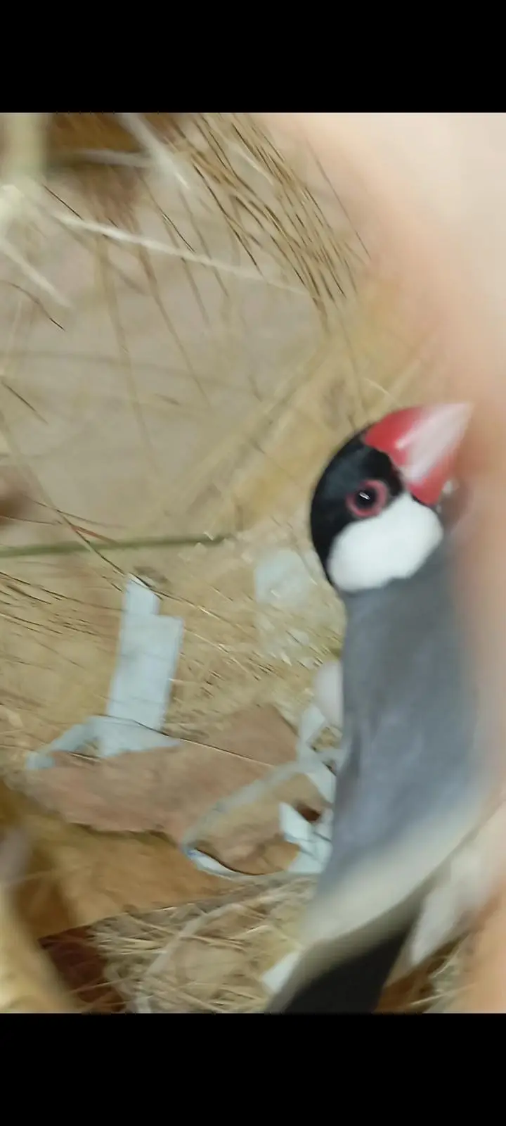 java finch breeder pair with eggs — photo 2