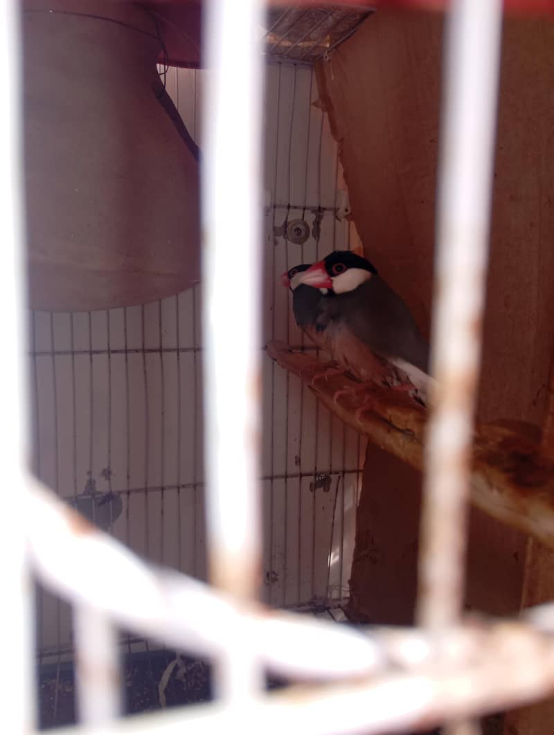 java finch breeder pair with eggs 2