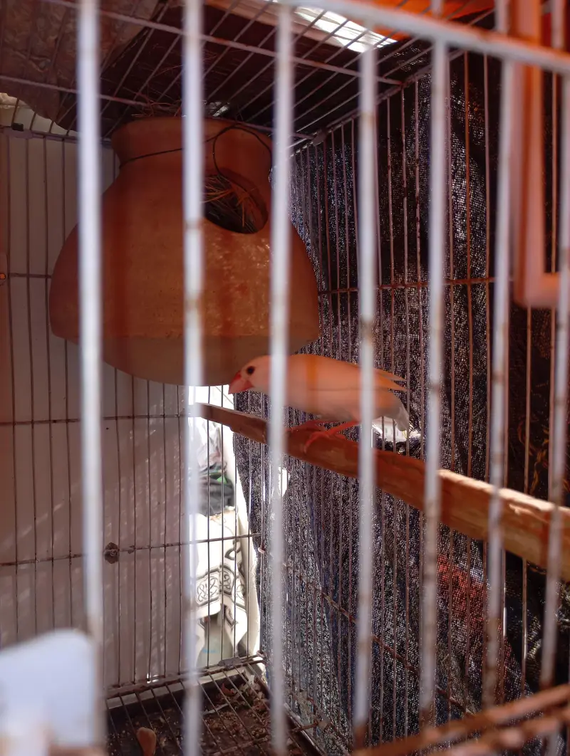 java finch breeder pair with eggs — photo 4