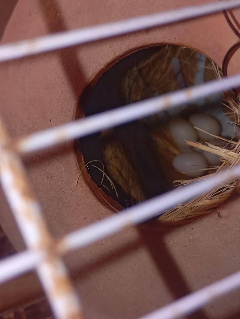 java finch breeder pair with eggs 6