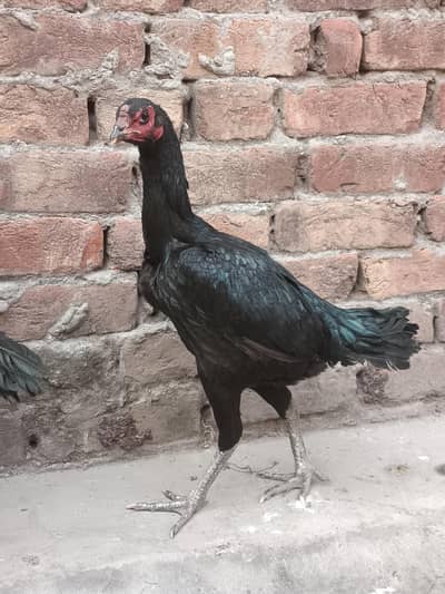 PURE THAI GURRENTY WALI CHIZ H SERIOUS BUYER CONTACT