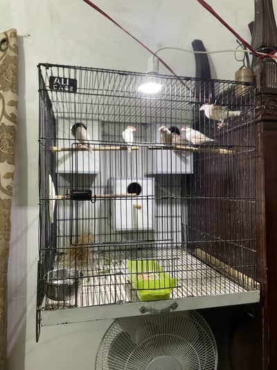 2x2x2 cage for Lovebirds cocktails Finch Parrot and Hens 03134514159