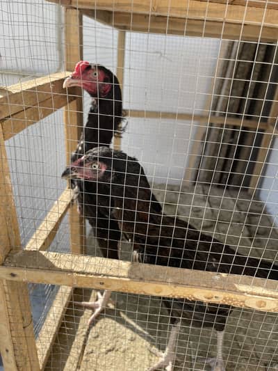 Aseel pair for sale
