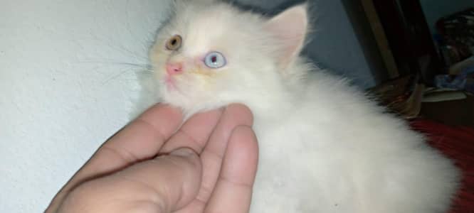 persion kitten