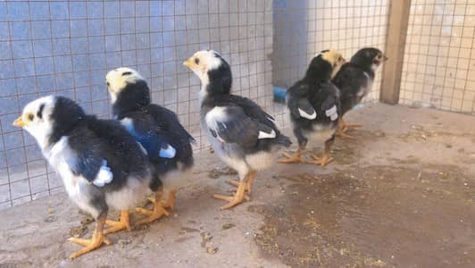 Aseel miyawali chicks 