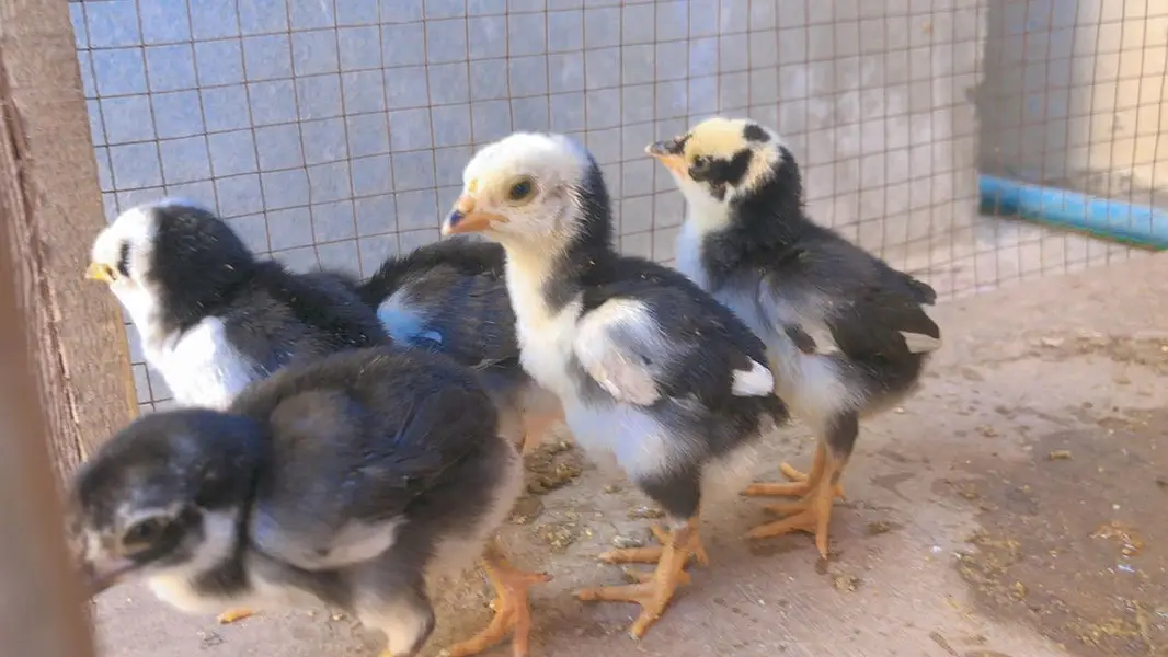 Aseel miyawali chicks  — photo 3