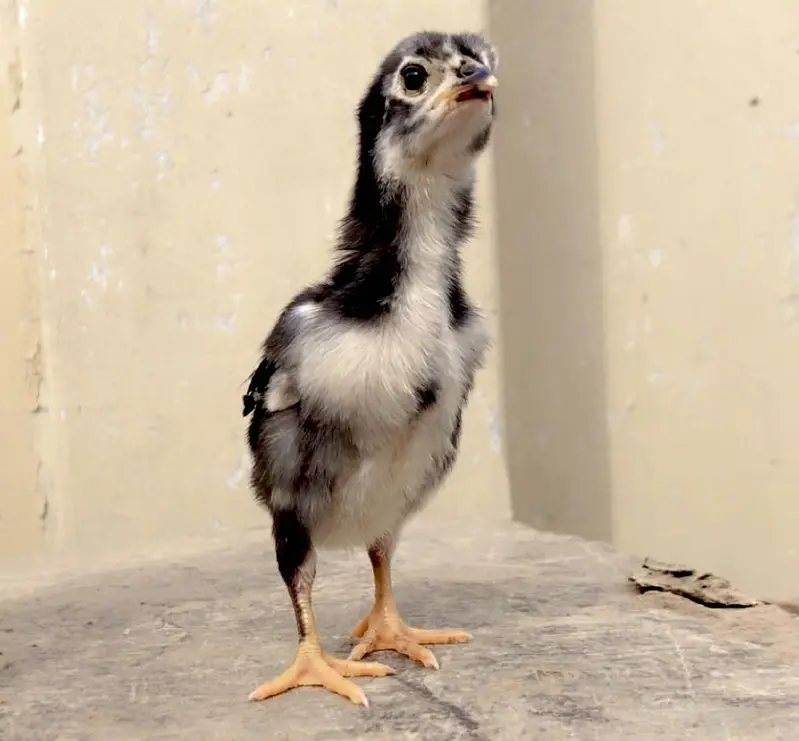 Aseel miyawali chicks  — photo 4