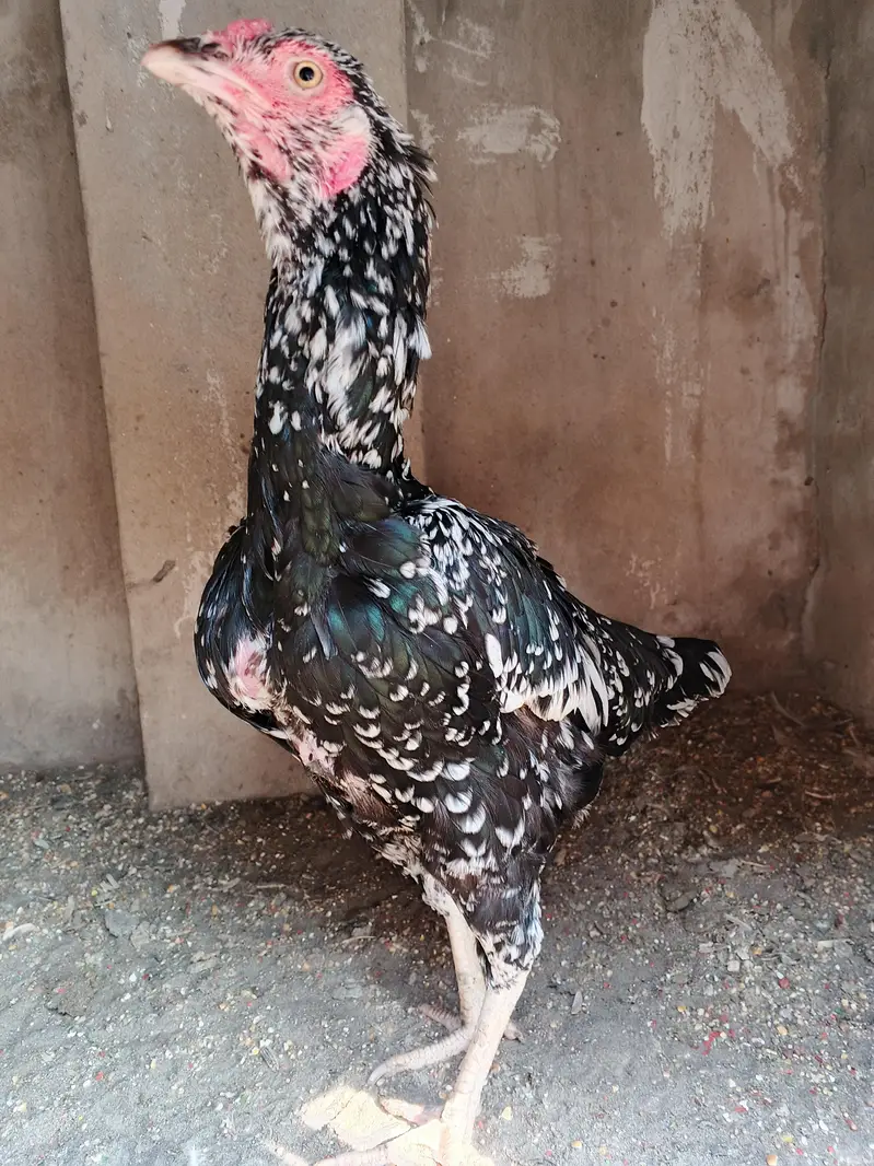 Aseel Cheeni madi — photo 2