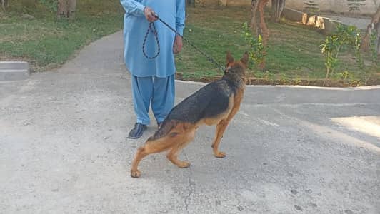 stock coat german shepherd confirm stud gameline
