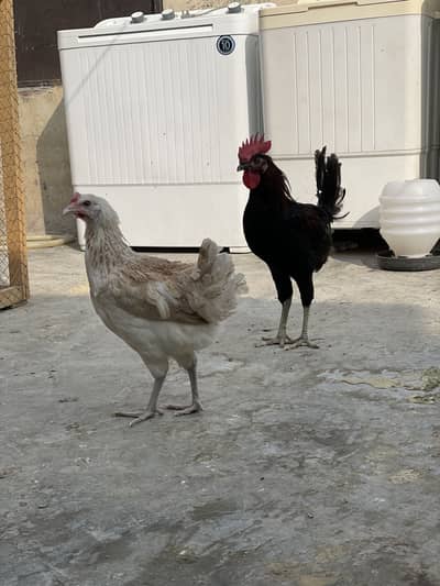 Desi Pair For Sale