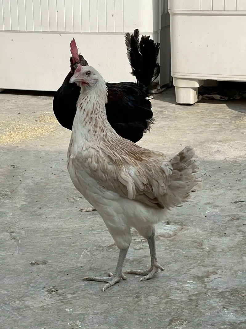 Desi Pair For Sale — photo 3