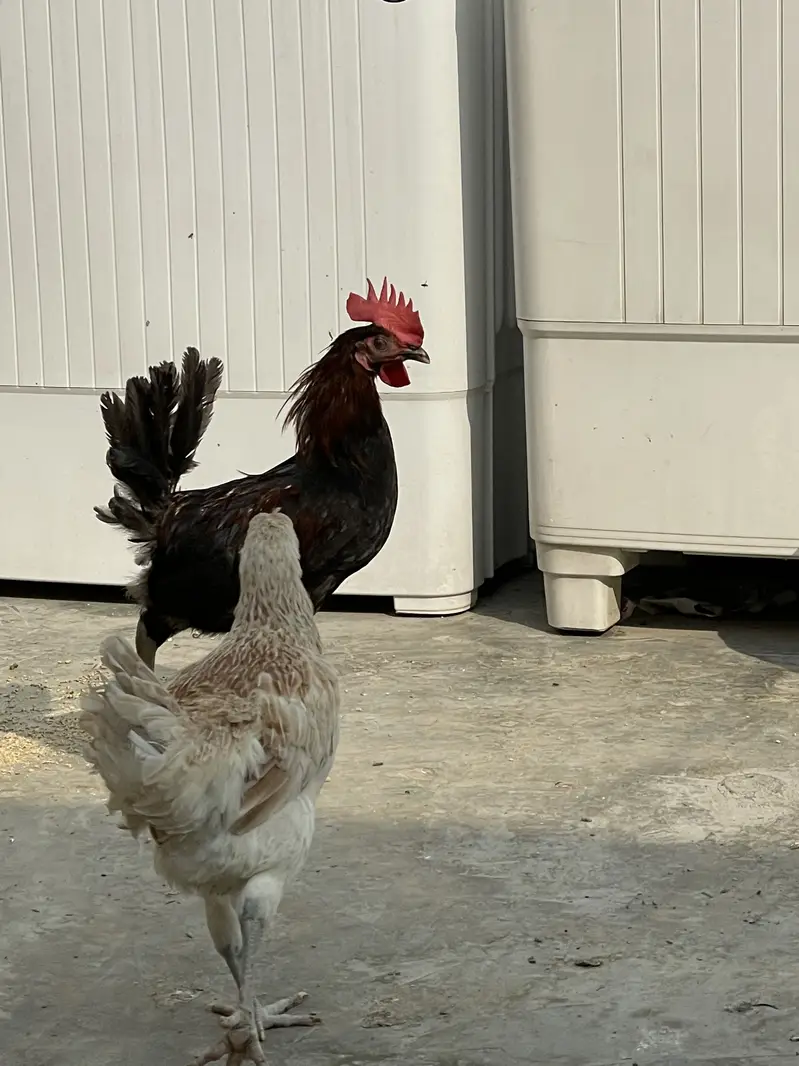Desi Pair For Sale — photo 4