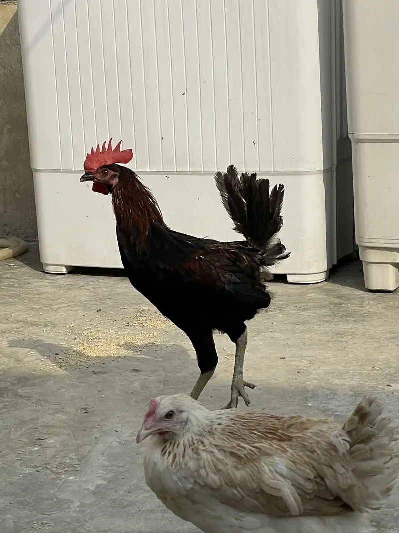 Desi Pair For Sale — photo 5