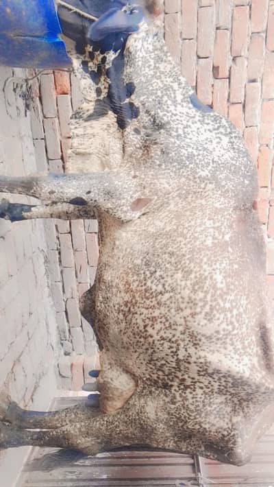 cow Sath wacha