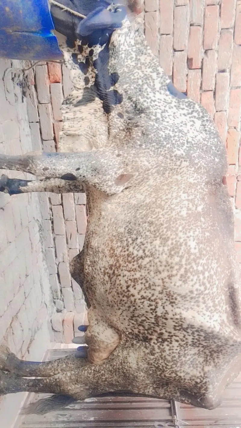 cow Sath wacha