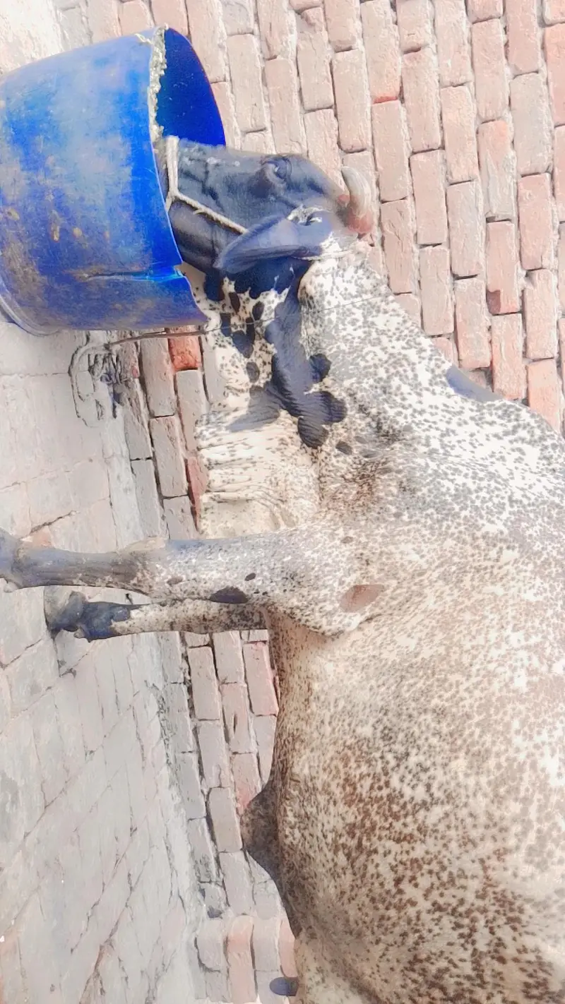 cow Sath wacha — photo 2