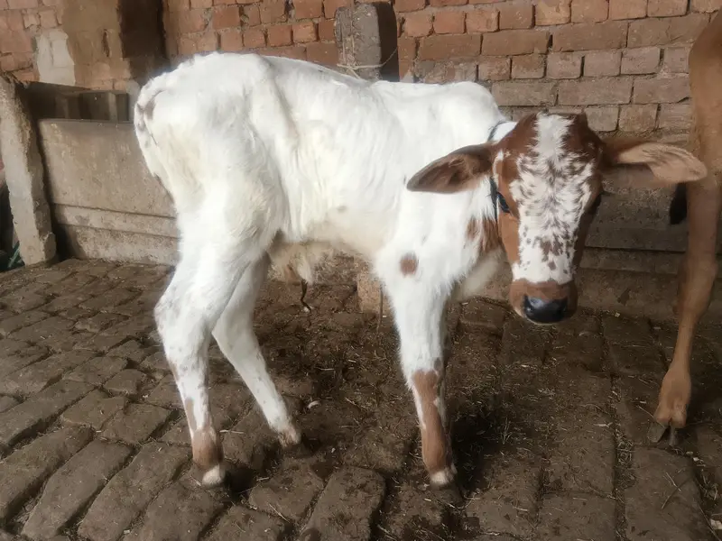 cow Sath wacha — photo 3