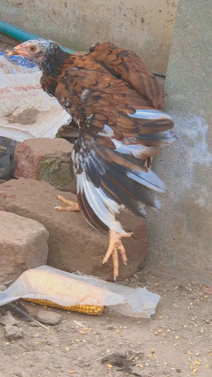 Female available for sale — photo 6