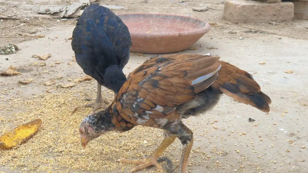 Female available for sale — photo 7