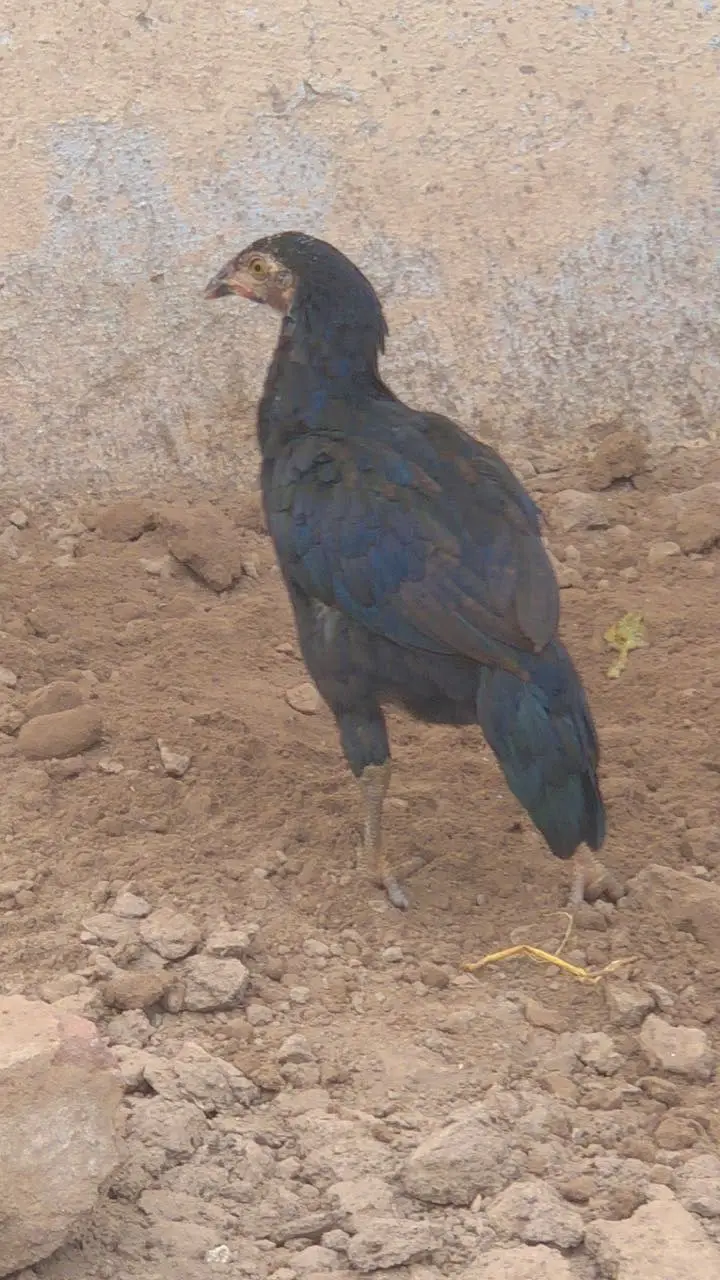 Female available for sale — photo 8