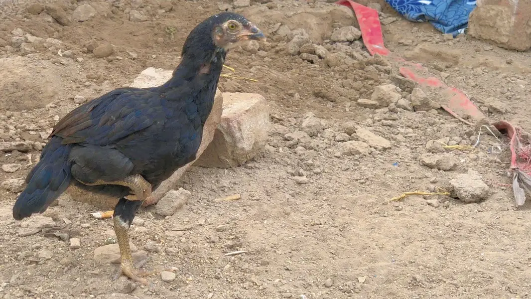 Female available for sale — photo 9