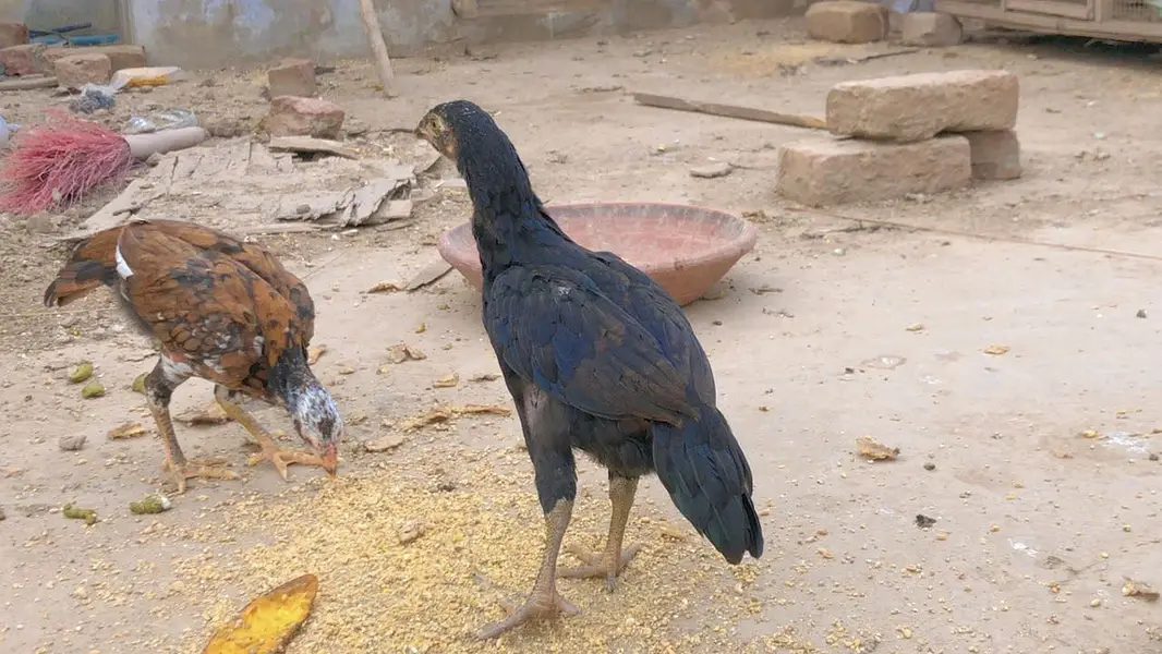Female available for sale — photo 10