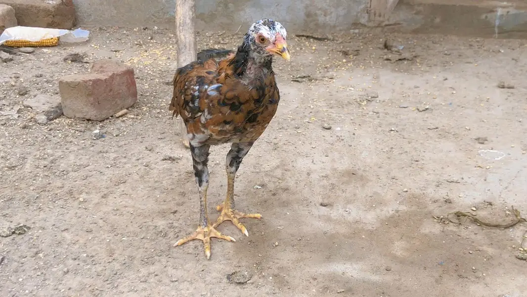 Female available for sale — photo 11