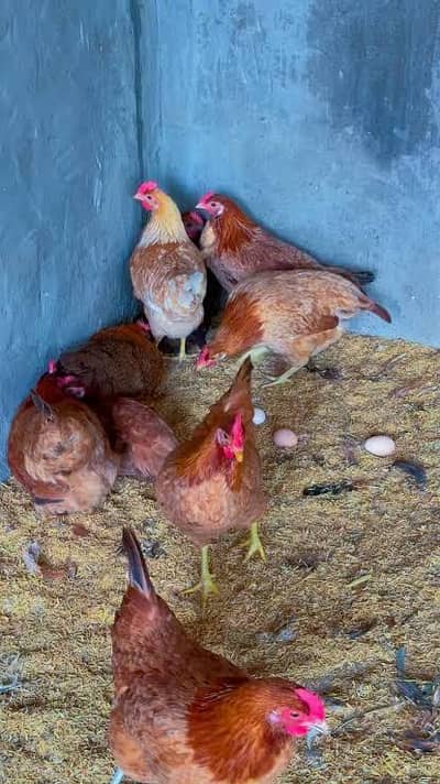 fresh egg laying hens 1550 per piece