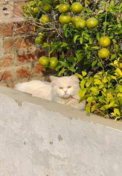 Triple Coated Pure Persian Cats Pair