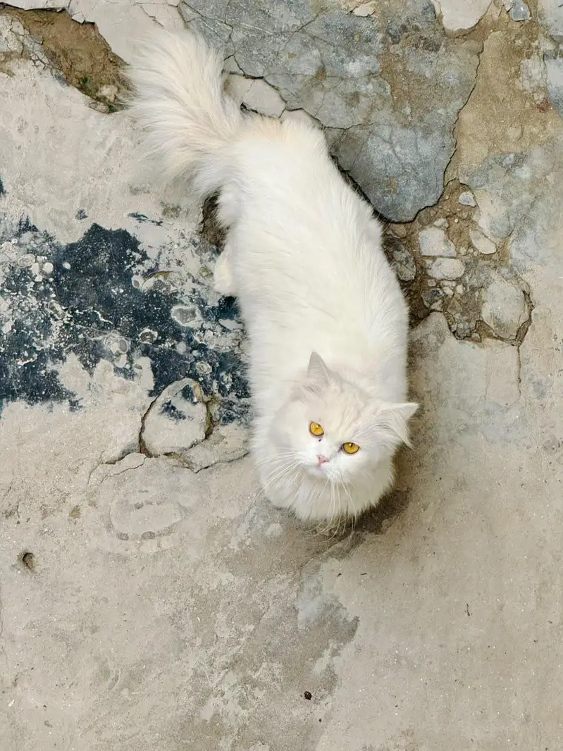 Triple Coated Pure Persian Cats Pair — photo 2
