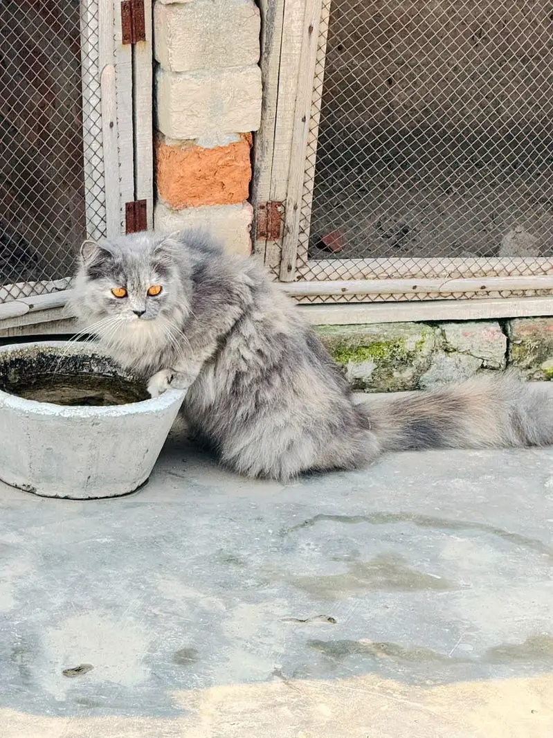 Triple Coated Pure Persian Cats Pair — photo 3