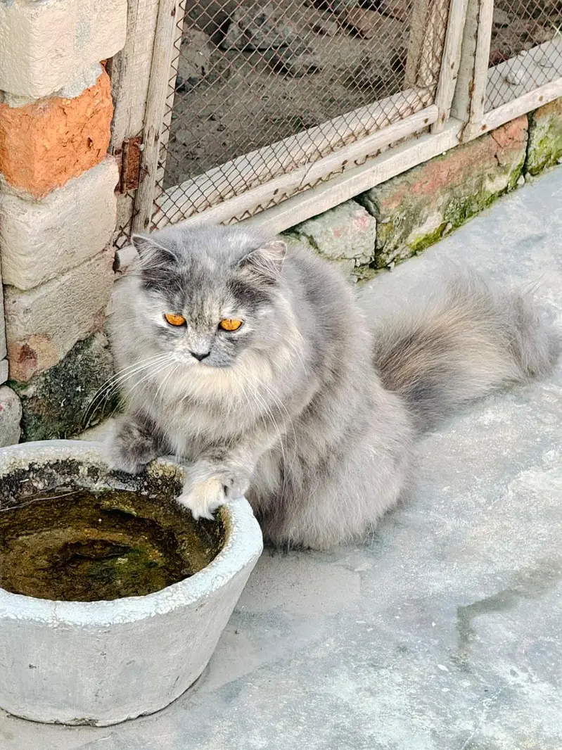 Triple Coated Pure Persian Cats Pair — photo 4