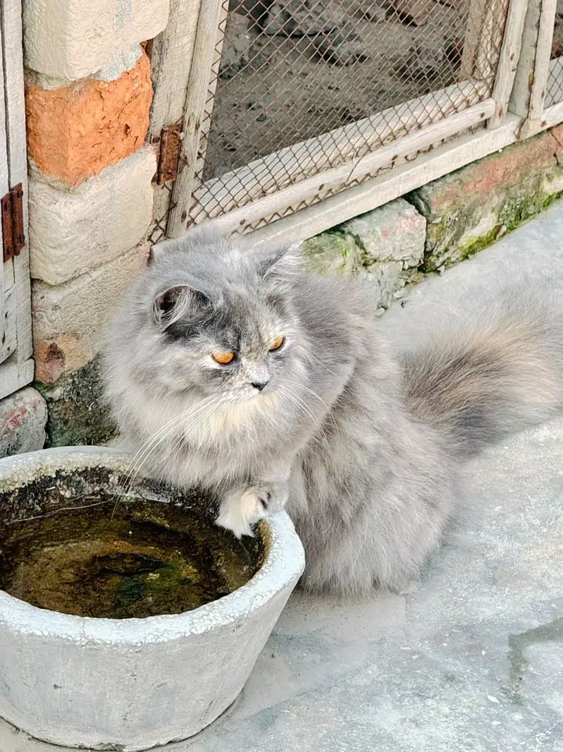 Triple Coated Pure Persian Cats Pair — photo 5