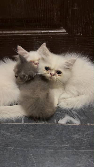 Semi pikki face kitten