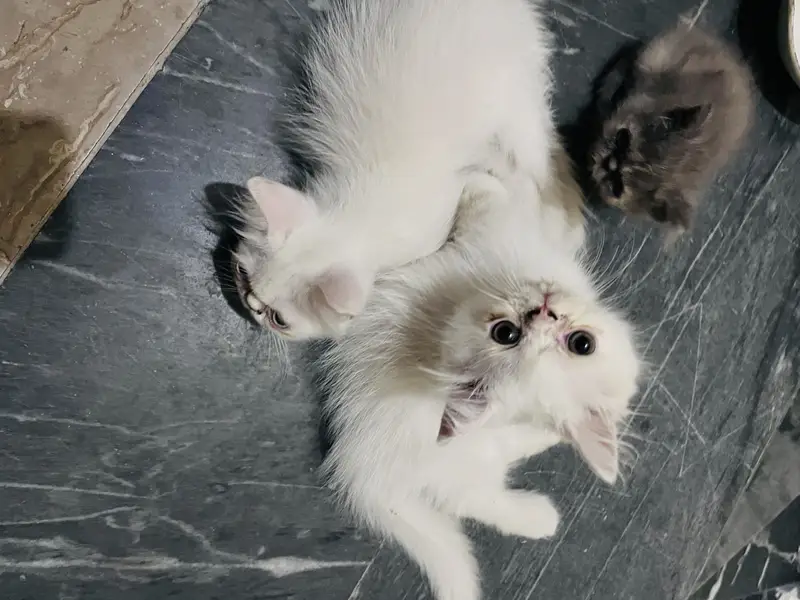 Semi pikki face kitten — photo 2